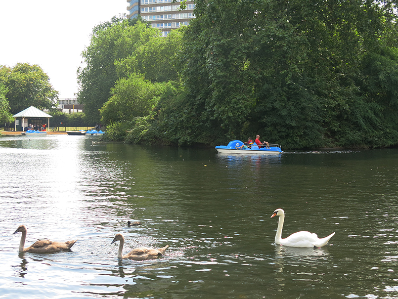 ギャラリーの目の前の池ではボート遊びを楽しむ家族連れ、白鳥の親子の姿が。