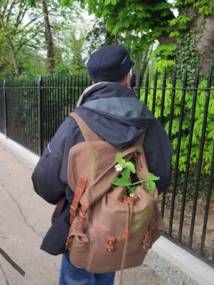 Common Comfrey。ちなみに野草を根から引き抜いたり、大量に採集することは英国では禁じられているのでご注意ください。© Calum F. Kerr