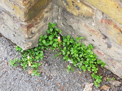 Chickweed