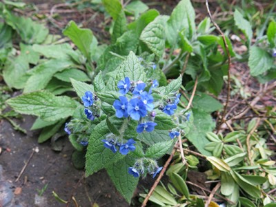 Green alkanet