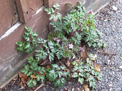 Herb-Robert