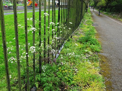 Cow parsley