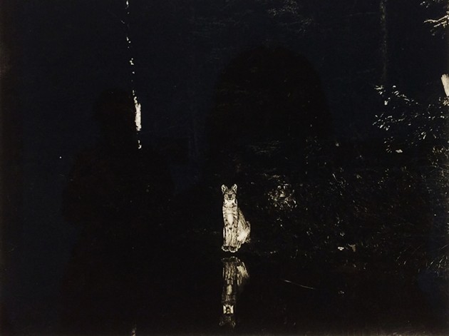 "Lynx, Loon Lake, Ontario, Canada,1902" by George Shiras